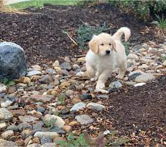 Golden retrievers, puppies, breeders, pa. Paso Roby Retrievers Home Facebook