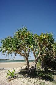 Ballina Trip Tropical Garden Design Coastal Gardens Landscape