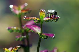 Image result for Rotala submersa
