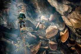 Картинки по запросу мед у непалі