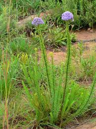 Image result for Selago coerulea