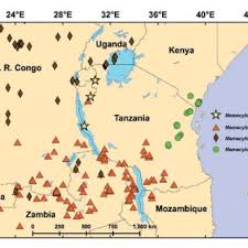 Image result for Memecylon rovumense