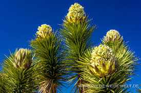 The most common joshua tree flowers material is metal. Cima Road Bluhende Joshua Trees Im Mojave National Preserve California Www Wilde Weite Welt De