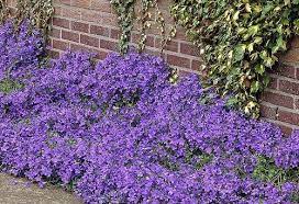 For bare spots under large trees, sunny slopes, and other challenging spots, a groundcover offers an easy solution for adding color. 44 Best Flowering Ground Cover Plants Balcony Garden Web