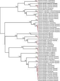 Image result for Schinziella tetragona