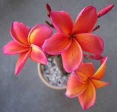 Plumeria Kimo Plumeria Flowers Beautiful Flowers Plants