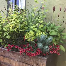 Contained Exuberance For Summer Gardens Hyland Garden Design Garden Design Architectural Plants Tall Planter Boxes