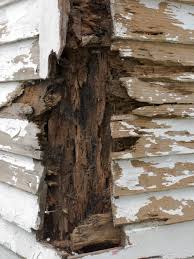 Subterranean Termites House Termites Florida Environmental Termites Termite Control Wood Termites