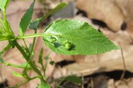 Image result for Micrococca mercurialis