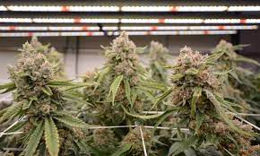 Check spelling or type a new query. Take Your Grow Operation To The Next Level With Fluence Bioengineering