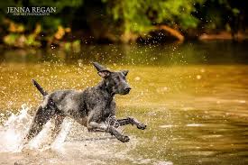 Summer Dog Bucket List 11 Fun Ideas For Dogs In Dallas Fort Worth And Beyond Jenna Regan Photography