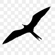 Maybe you would like to learn more about one of these? Burung Png Images Vector And Psd Files Free Download On Pngtree
