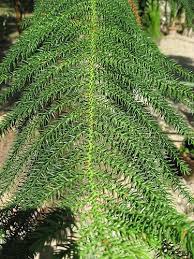 Image result for Araucaria columnaris