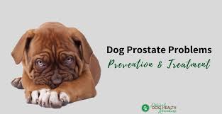 As can be the case, the visible symptoms of prostate problems in dogs may be similar to those of other ailments, but in general, watch out for these signs: Dog Prostate Problems Prevention And Treatment