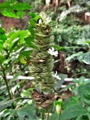 Image result for Saintpauliopsis lebrunii