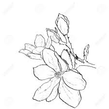 Find & download free graphic resources for watercolor flowers. Ink Pencil The Leaves And Flowers Of Flower Line Art Hand Stock Photo Picture And Royalty Free Image Image 135730199