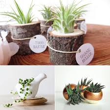 The bamboo plant for your office desk can add a bit of zen to your workspace. Cute Office Desk Plants And Planters From Etsy Office Plants Desk Desk Plants Cute Office Desk Accessories
