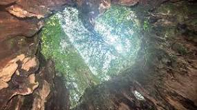 「屋久島 観光」の画像検索結果