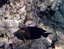 Image result for Oxyanthus strigosus