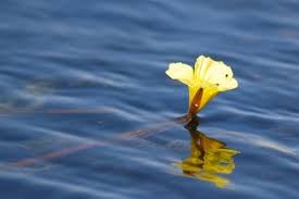 Image result for Ottelia ulvifolia