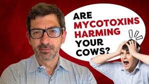 Addison Carroll: Dairy Metabolism Insights