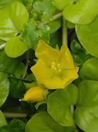 Image result for Lysimachia djalonis