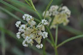 Slim Milkweed Milkweed Asclepias Fort Bend