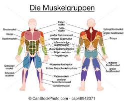 Muscle Diagram German Text Male Body