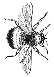 17 Bumble Bee Coloring Pages Bumble Bee Coloring Pictures 1 Free Clipart Best Bee Drawing Bee Coloring Pages Bee Art