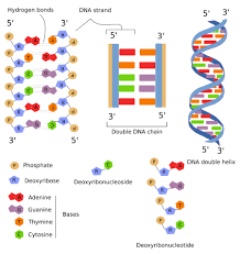 In contrast, bacteria and other the nuclear envelope surrounds the nucleus and creates and maintains a special environment inside it. The Cell 4 Nucleus Chromatin Atlas Of Plant And Animal Histology