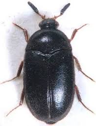 Image result for dermestidae