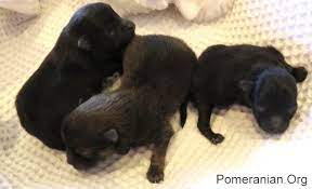 As the puppy ages the points should darken to black. How To Take Care Of Newborn Pomeranian Puppies