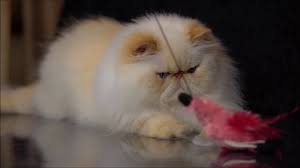 Flame point himalayan kittens and cats | lovetoknow. Jovial S Skyler Flame Lynx Point Himalayan Persians Male Youtube