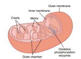 Check spelling or type a new query. Mitochondrion Structure And Function Earth S Lab