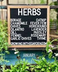 Arizona Garden In January Growing In The Garden Gardening Emma Blog In 2020 Arizona Gardening Growing Thyme Garden Tasks