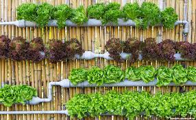 About press copyright contact us creators advertise developers terms privacy policy & safety how youtube works test new features press copyright contact us creators. 7 Konsep Desain Kebun Sayur Mini Untuk Rumah Hemat Kantong