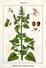 Catnip, also known as catmint, cat wort or field balm, is a plant that's native to europe. Catnip Wikipedia