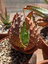 Image result for Aloe aculeata × ortholopha