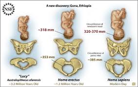 Multimedia Gallery The Female Pelvic Bones And Babies Of Lucy A Em Homo Erectus Em And A Modern Woman Nsf National Science Foundation The pelvic bones include the hip bones, sacrum, and coccyx.