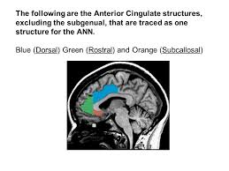 Results of plsr and en models for gaba+/tcr. Anterior Cingulate The Anterior Cingulate Cortex Acc Resembles A Collar Around The Corpus Collosum The Acc Is An Area Of Profound Biological Importance Ppt Download
