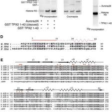 Jaguars are the only large felines in central and south america. Pdf Structural Basis Of Aurora A Activation By Tpx2 At The Mitotic Spindle