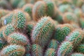 This video will tell you exactly the difference between cactus and succulents. What S The Difference Between Cactus And Succulents The Succulent Eclectic