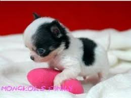 Black And White Long Haired Chihuahua For Sale Long Haired Chihuahua Puppies Google Search Teacup Chihuahua Puppies Chihuahua Puppies For Sale Chihuahua Puppies