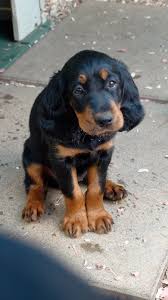 Puppies were born on jan, 20th, and will be vet checked at 6 weeks and will have several dewormings along with 2 vaccination before they leave us. What Is A Gordon Setter