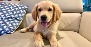 We did not find results for: Golden Retriever Puppy On A Sofa Golden Retriever Dogs Golden Retriever Puppies
