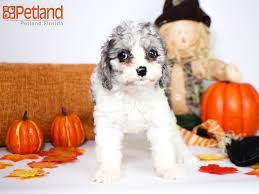 Browse cavapoo puppies for sale from 5 star breeders with uptown puppies. Cavapoo Breeders South Florida