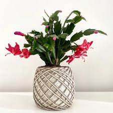 To do this, bring the plant to the sink and give it a good watering, allowing a soil formulated for citrus trees and cacti is a good choice. Christmas Cactus Thanksgiving Cactus Schlumbergera Distinction And Care My Tasteful Space