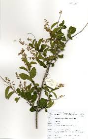Image result for Combretum padoides