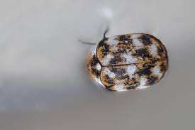 As minnesotans, we pine for summer all winter. What Are These Tiny Black Bugs In My House Tiny Beetles Carpet Beetle Spray Carpet Beetles