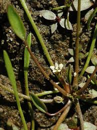 Image result for Limosella